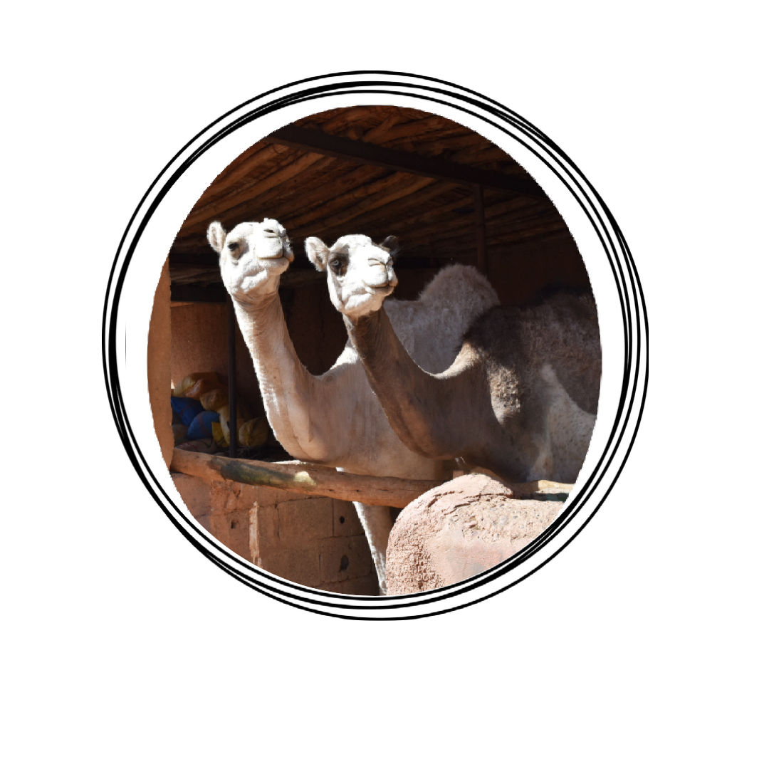 camellos con marco